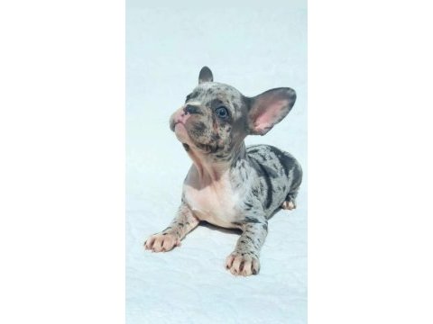 2.5 aylık dişi merle french bulldog