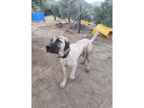 Genç erkek kangal