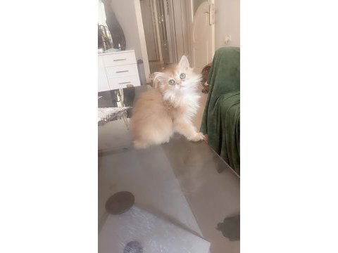 Full şecereli golden british longhair erkek ve dişi