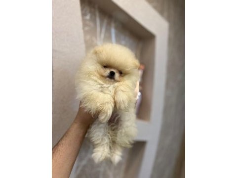 Pomeranian yavrularımız teslime hazır