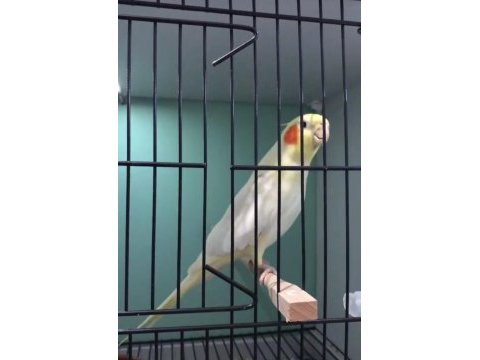 Tecrübeli kırmızı göz lutino sultan papağanı