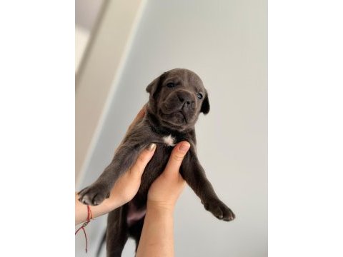 Sahiplendirme cane corso 1,5 aylık