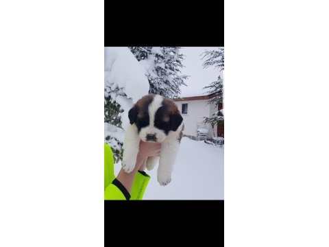 Mükemmel saint bernard böylesi yok