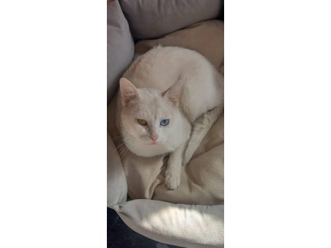 Ücretsiz cins kediler ve köpekler yuva arıyor