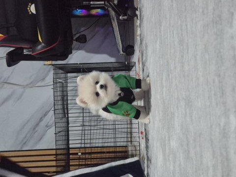 Pomeranian boo show kalite erkek yavru