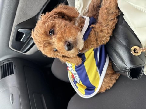 Toy poodle köpeğimiz