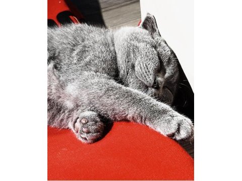 British kedim shorthair