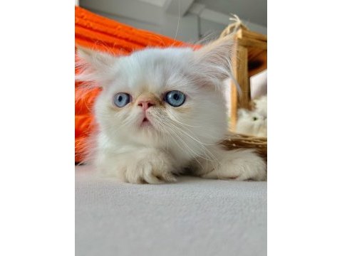 İran persian