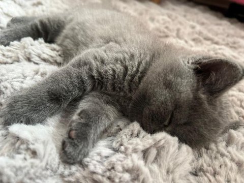 Minnak british shorthair oyuncum