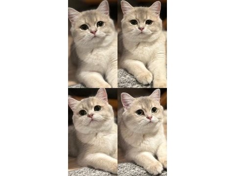 Ay12 dişi şampiyon (anne baba) safkan british shorthair