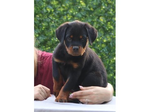 A şecereli rottweiler yavrularım