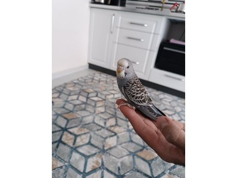 Yavru muhabbet kuşu bulunur