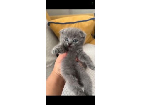 Ponçik kediler yeni yuvalarını arıyor