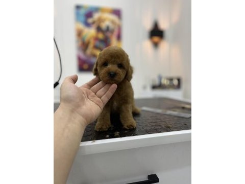 Üst kalite ırk ve sağlık garantili toy poodle
