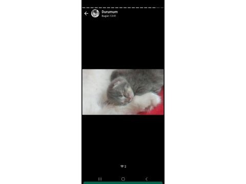 Russian blue ve british longhair kırma yavrular