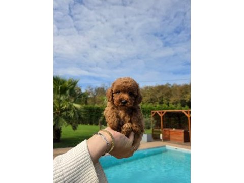 Poodle çiftliğinden red brown toy poodle bebeklerimiz