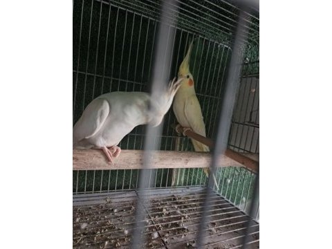Albino lutino sultan yeni eşleme