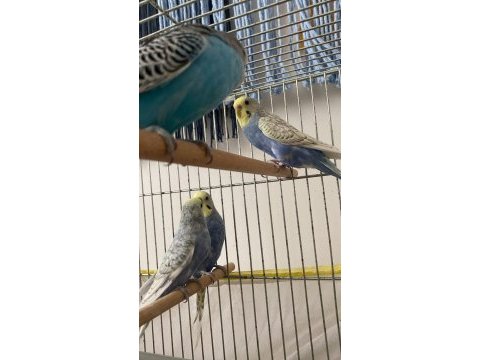 Acil 1 takım muhabbet kuşları ve yavruları