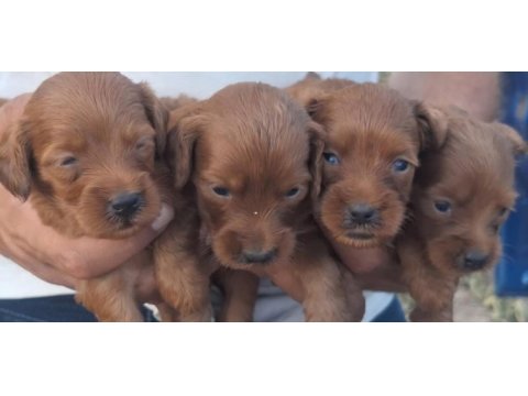 En tatli maltipoo bebekler burada