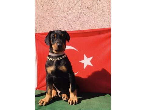 Harika anatomi üst kalite doberman yavrular