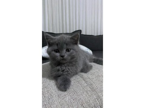 Kaliteli sağlıklı british shorthair yavrular