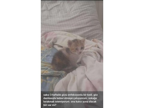 3 haftalık yavruya kalıcı yuva