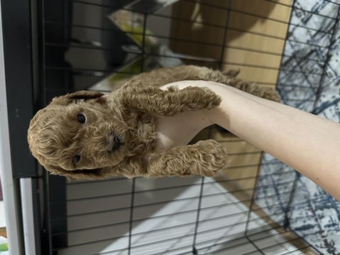 5 haftalık teacup poodle