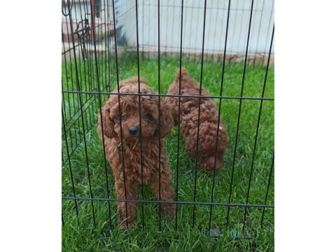 Toy poodle yavrularımız