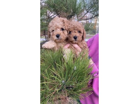 Tüm renklerde orjinal ırk toy poodle yavrular