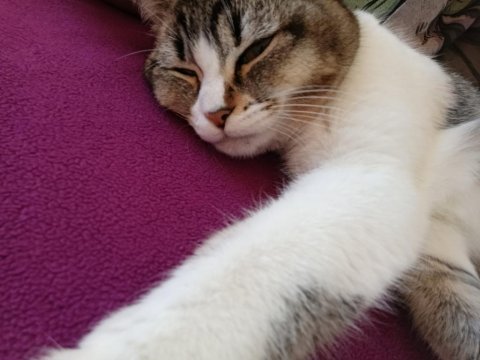 Kedimiz müezza ya yeni yuva arıyoruz