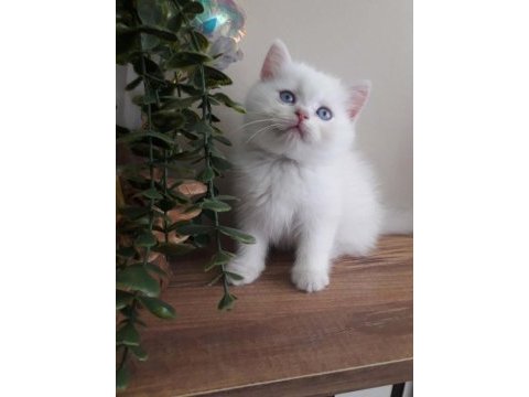 British shorthair golden point erkek
