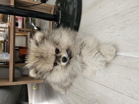 Ponçik pomeranian yeni yuvasını arıyor