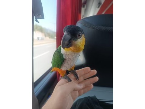 Cana yakın caique (kayık) papağanı
