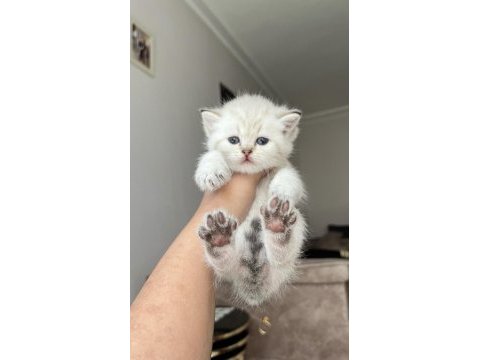İri cüsseli british shorthair bebekler