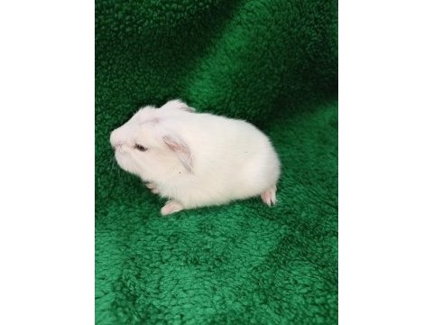 Beyaz coronet ginepig yavrular
