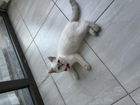 5 aylık dişi british shorthair