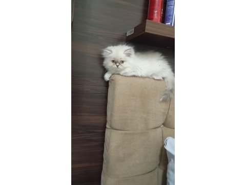 British longhair kedimiz