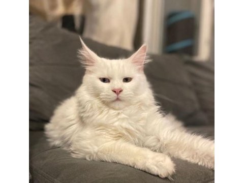 Safkan full scrli beyaz aslan maine coon yavruları