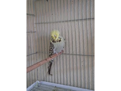 Show jumbo muhabbet kuşları