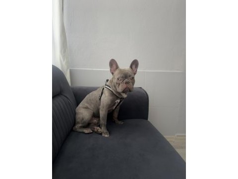French bulldog köpeğimiz