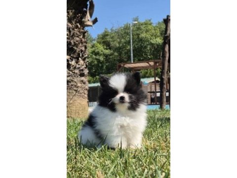 Ayı surat pomerianan bebeklerimiz çiftlikten 