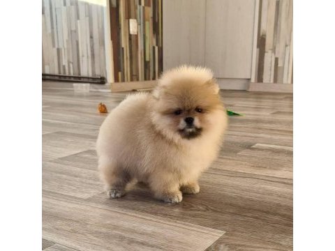 Pomeranian boo yavruları