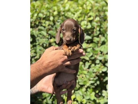 Chocolatte tan yeşil gözlü dachshund yavrumuz