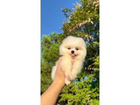 Pomeranian teddy face yavrularımız 