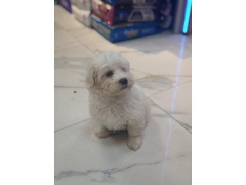 3 aylık erkek maltipoo yavrumuz yeni yuvasına gitmeye hazır