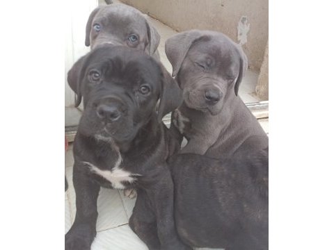 Safkan cane corso yavrular istanbul da