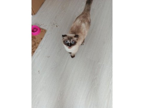 Bu british shorthair güzellere gerçek bakacak kişiler