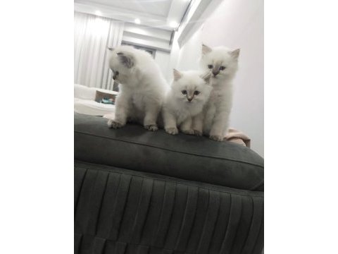 Show kalite british longhair