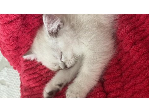 2 aylık yavru british shorthair
