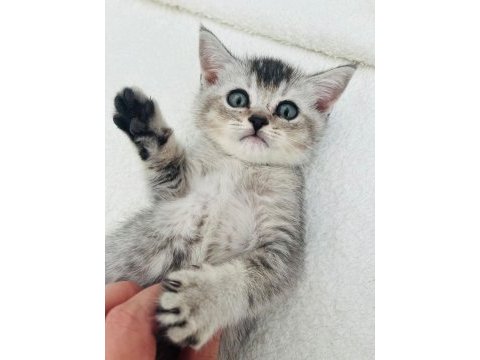 British shorthair